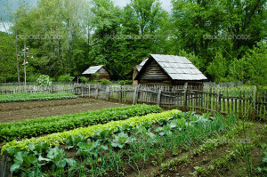 Vegetable Garden with gourd bird houses. Smoky Mountain National Park